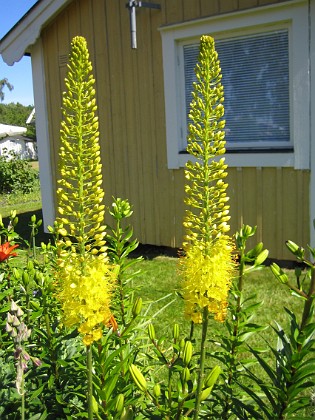 Kleopatras Nål  
  
2006-07-02 Bild 036  
Granudden  
Färjestaden  
Öland