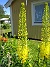 Kleopatras Nål  
  
2006-07-02 Bild 035