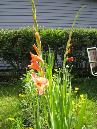 Gladioler