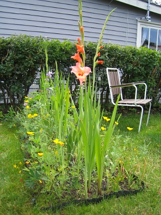 Gladioler 
