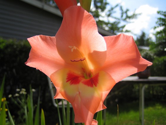 Gladioler {  } 