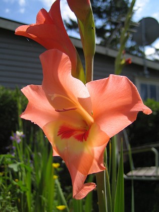 Gladioler