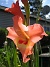 Gladioler