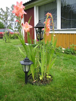 Gladioler {  } 