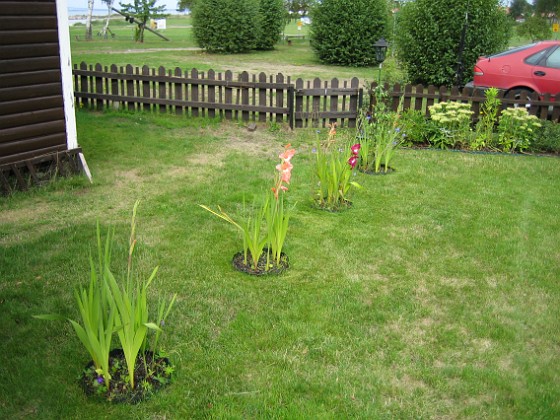 Gladioler 
