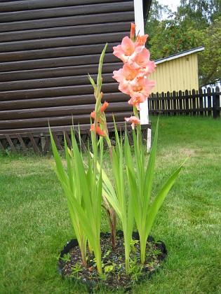 Gladioler 
