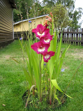 Gladioler  
  
2006-08-19 bild 01  
Granudden  
Färjestaden  
Öland