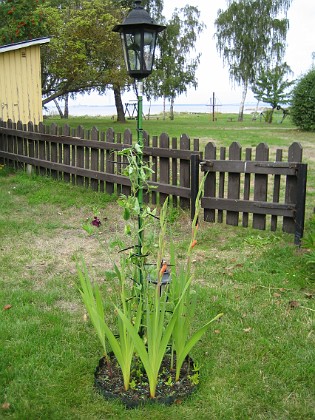 Gladioler 
