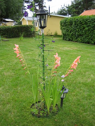 Gladioler 
