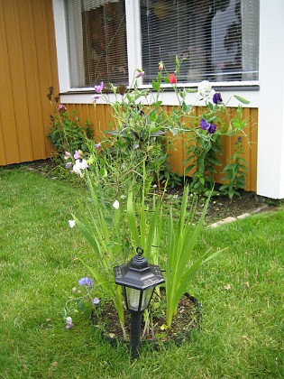 Gladioler 
