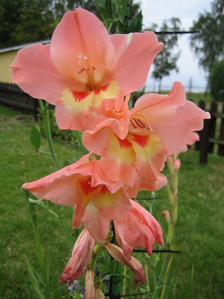 Gladioler  
  
2006-08-19 bild 021  
Granudden  
Färjestaden  
Öland