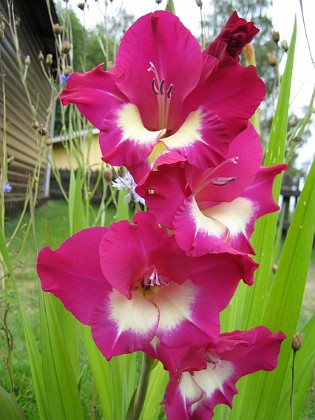 Gladioler  
  
2006-08-19 bild 022  
Granudden  
Färjestaden  
Öland