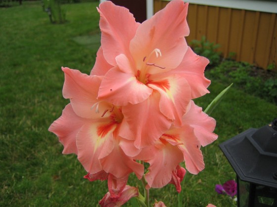 Gladioler  
  
2006-08-19 bild 027  
Granudden  
Färjestaden  
Öland