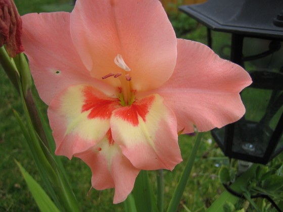 Gladioler {  } 