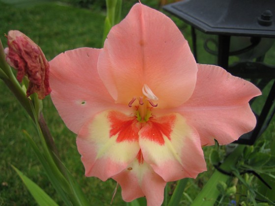 Gladioler {  } 