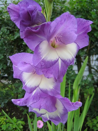 Gladioler  
  
2006-08-19 bild 03  
Granudden  
Färjestaden  
Öland