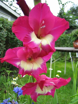 Gladioler {  } 