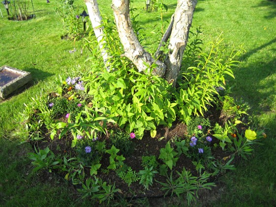 Tio nya Nattljus sattes för två veckor sedan. De nya har börjat blomma!  
2006-09-02 Bild 002  
Granudden  
Färjestaden  
Öland