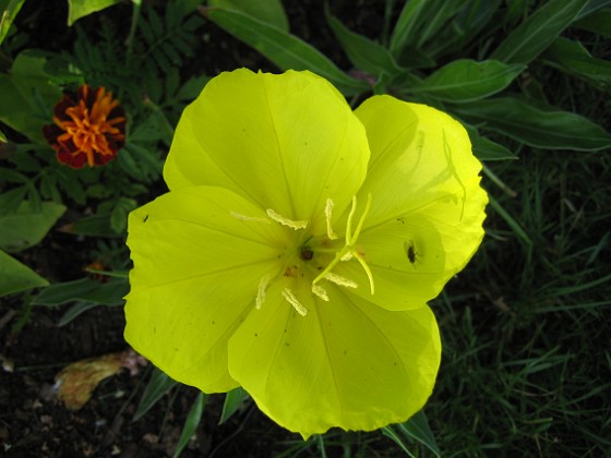 Nattljus { Så här vacker blir blomma hos Nattljus. } 