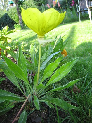 Nattljus 
Som synes mycket stora blommor.