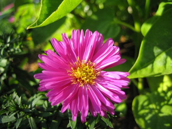 Aster  
En Aster Dumosus 