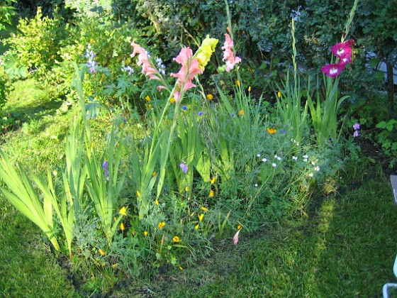 Gladioler