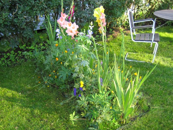 Gladioler 
