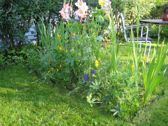 Gladioler 
