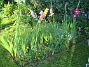 Vackra Gladioler. (2006-09-02 Bild 022)