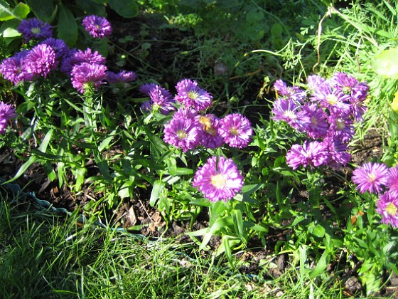 Ljungaster Victoria { En närbild av Ljungaster 'Victoria'. } 