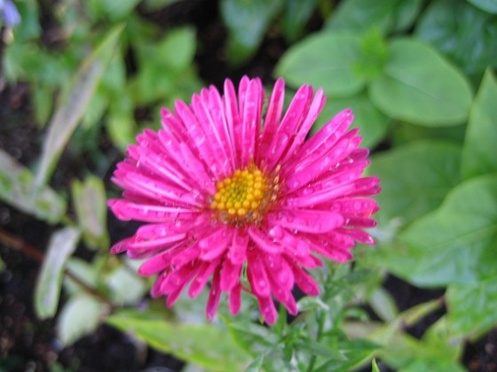 Aster 
En vacker närbild av en Aster Dumosus (Oktoberaster) 'Starlight'.