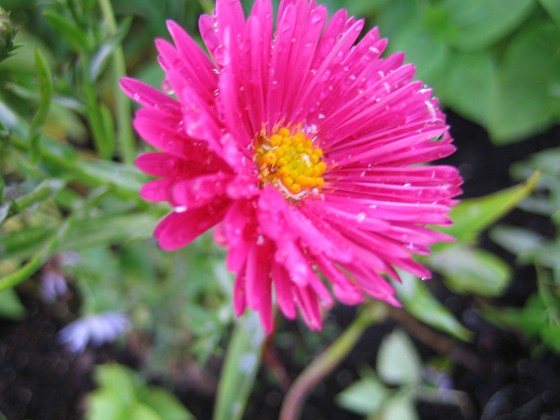 Aster { En vacker närbild av en Aster Dumosus (Oktoberaster) 'Starlight'. } 