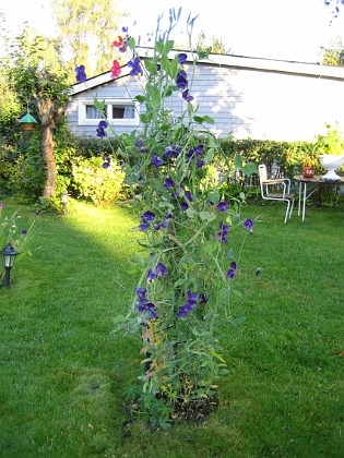 Luktärt  
Ytterligare en kamerastolpe med Luktärt.  
2006-09-23 Bild 030  
Granudden  
Färjestaden  
Öland