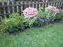 Bilden visar Staket, Vänster. Du ser här Kärleksört i full blom. Nyplanterade Ljungaster 'Victoria' i mitten (lila blommor). (2006-09-23 Bild 014)