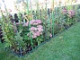 Staket Höger. En blandning av diverser växter. (2006-09-23 Bild 017)