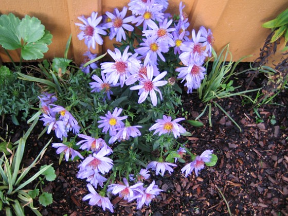 Astrar 
En närbild av Aster Dumosus (Höstaster) 'Early Blue'.