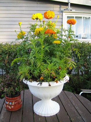 Tagetes  
Ett gäng Tagetes har jag flyttat till en kruka som står på bordet.  
2006-10-14 Bild 026  
Granudden  
Färjestaden  
Öland