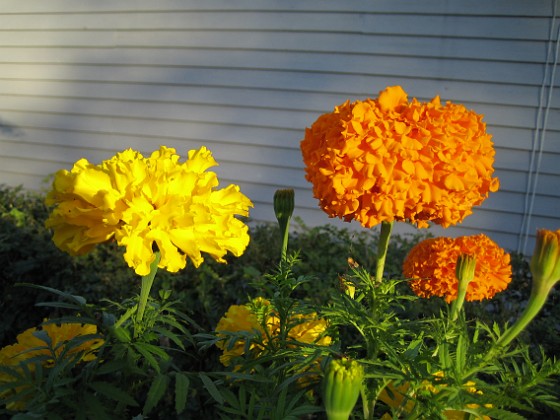 Tagetes 
Dessa Tagetes i höstsol blir verkligen vackra i närbild.