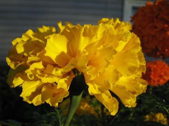 Tagetes 
Dessa Tagetes i höstsol blir verkligen vackra i närbild.