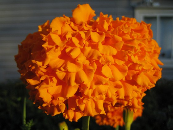 Tagetes