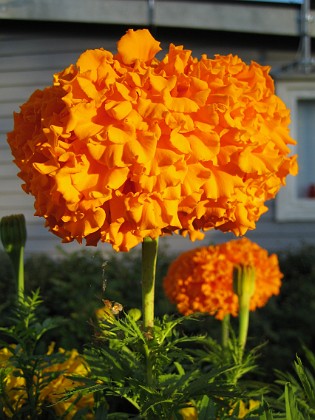 Tagetes 
Dessa Tagetes i höstsol blir verkligen vackra i närbild.