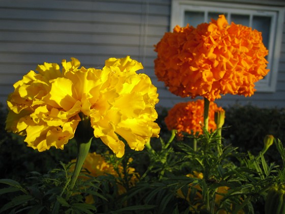 Tagetes  
Dessa Tagetes i höstsol blir verkligen vackra i närbild.  
2006-10-14 Bild 032  
Granudden  
Färjestaden  
Öland