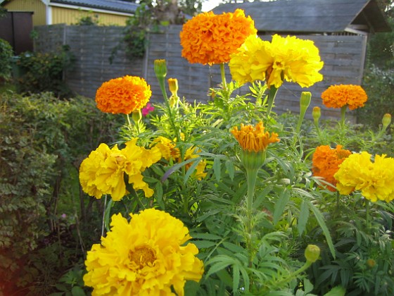 Tagetes 
Dessa Tagetes i höstsol blir verkligen vackra i närbild.