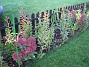 Kärleksört  
Vid staketet, höger om grinden, syns resterna av mina vackra liljor. Här finns Kärleksört i full blom, samt lite Sidenört.  
2006-10-14 Bild 006