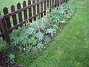 Lupiner  
Intill staketet finns en frörabatt, där det fn syns mest blad av Lupin.  
2006-10-14 Bild 007
