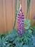 En Lupin. (2006-10-14 Bild 021)