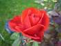 Min rosbuske gav nästan med sig efter regnet i augusti. Den tappade alla blad. Men nu har den börjat blomma igen. (2006-10-14 Bild 022)