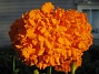 Tagetes