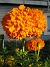 Tagetes