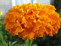 Dessa Tagetes i höstsol blir verkligen vackra i närbild. (2006-10-14 Bild 031)